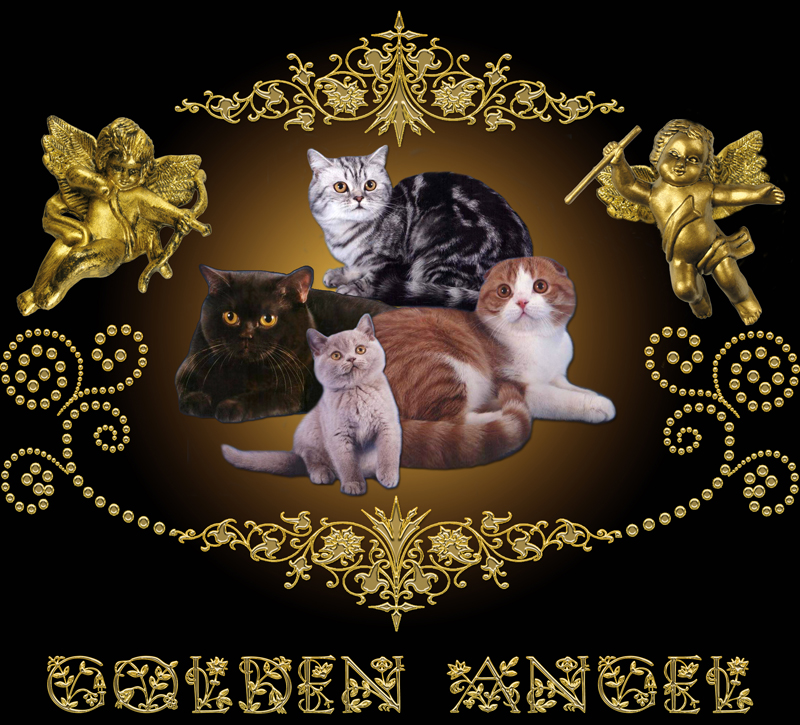 Питомник британских короткошерстных и шотландских вислоухих кошек Golden Angel